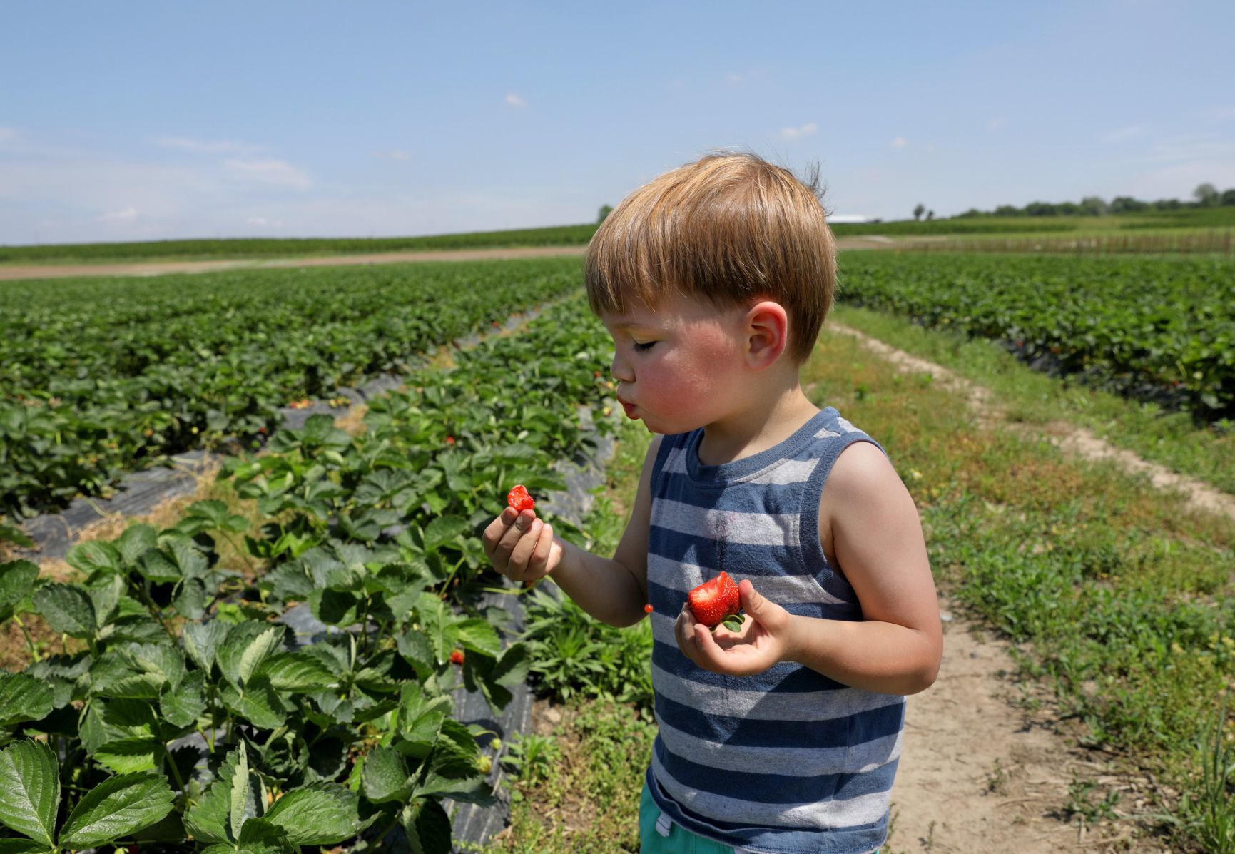 Strawberry picking season